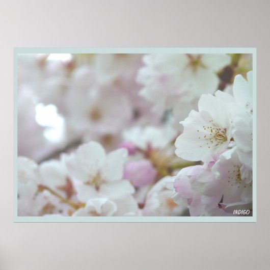 Cherry Blossom Print White Flower Poster Print (Voorkant)