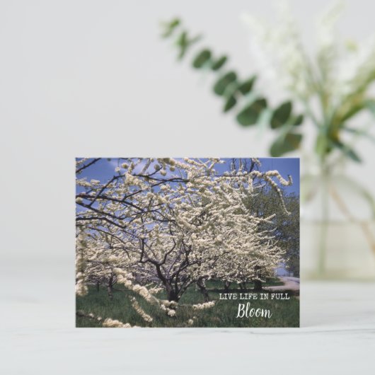 Cherry Blossom Retro Boerderij Orchard Blooms Briefkaart (Staand voorkant)