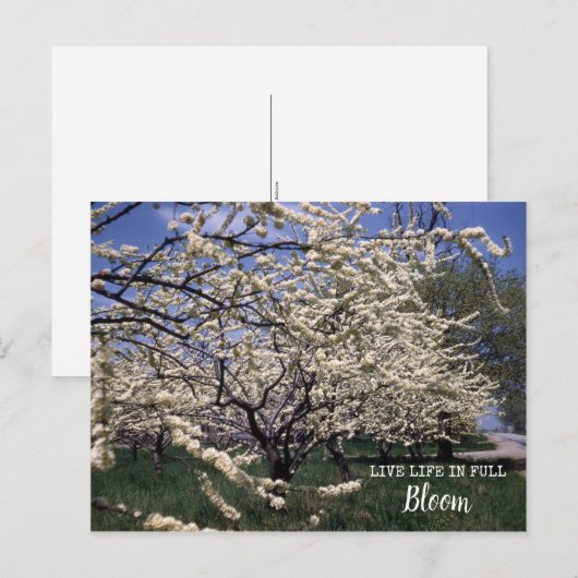 Cherry Blossom Retro Boerderij Orchard Blooms Briefkaart (Voorkant / Achterkant)