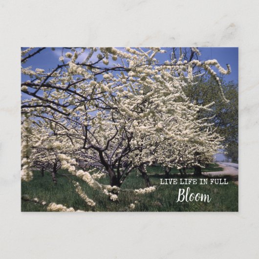 Cherry Blossom Retro Boerderij Orchard Blooms Briefkaart (Voorkant)