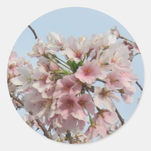 Cherry Blossom Ronde Sticker (Voorkant)