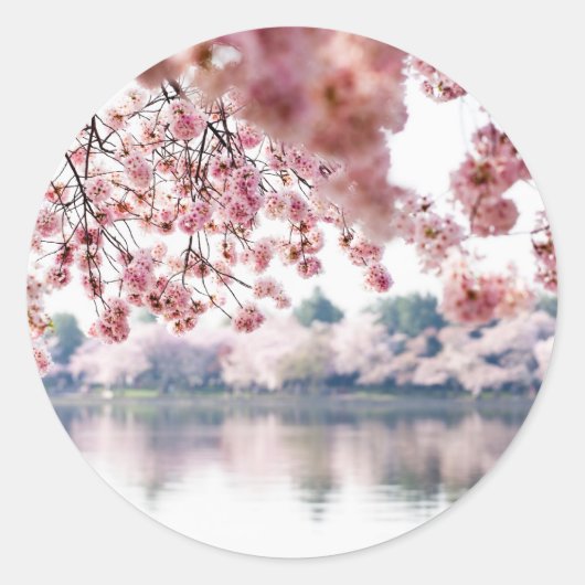 Cherry Blossom Ronde Sticker (Voorkant)