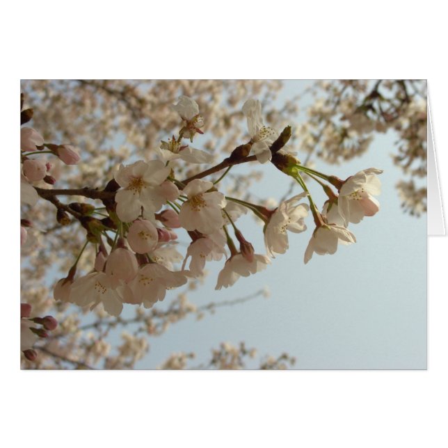 Cherry blossom roze (Voorkant Horizontaal)