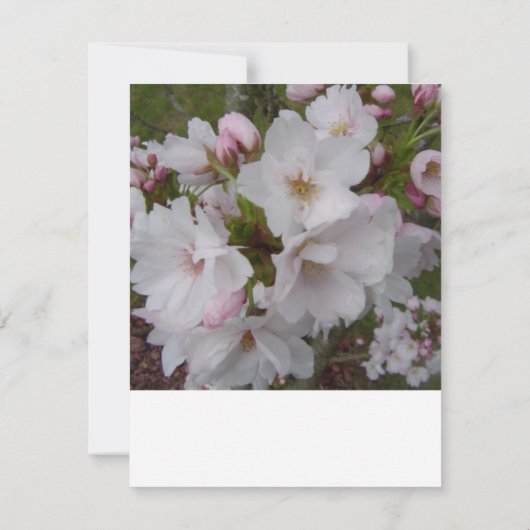 Cherry Blossom RSVP Reply Kaart (Achterkant)