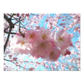 Cherry Blossom Sakura Fotouitbreiding Foto Afdruk (Voorkant)