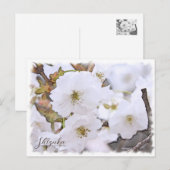 Cherry Blossom "Shizuka" Briefkaart (Voorkant / Achterkant)
