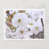 Cherry Blossom "Shizuka" Briefkaart (Voorkant)