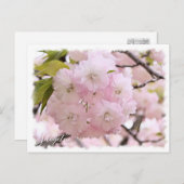 Cherry Blossom "Shogetsu" ポストカード Briefkaart (Voorkant / Achterkant)