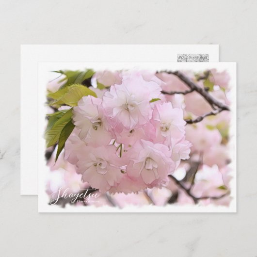 Cherry Blossom "Shogetsu" ポストカード Briefkaart (Voorkant / Achterkant)