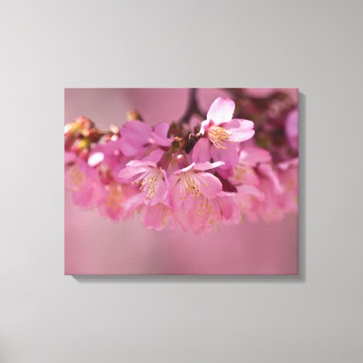 Cherry Blossom Spring 2012 Poster Canvas Afdruk (Voorkant)