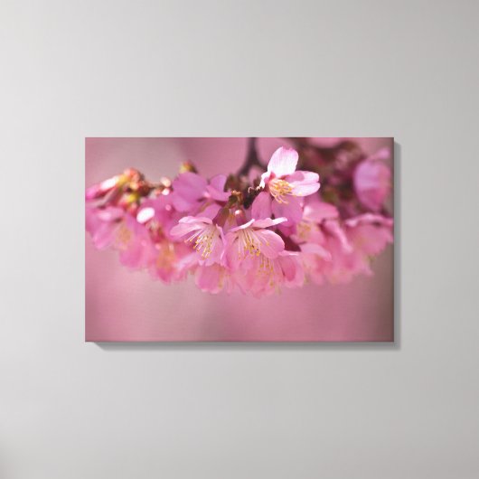 Cherry Blossom Spring 2012 Poster Canvas Afdruk (Voorkant)