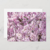 Cherry Blossom Spring Briefkaart (Voorkant / Achterkant)