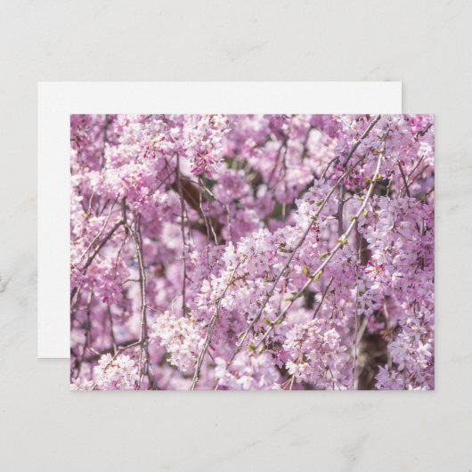 Cherry Blossom Spring Briefkaart (Voorkant / Achterkant)