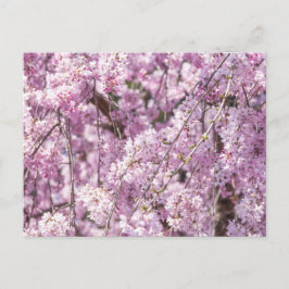 Cherry Blossom Spring Briefkaart