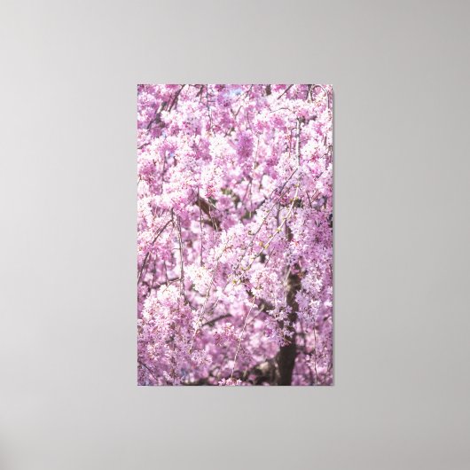 Cherry Blossom Spring Canvas Afdruk (Voorkant)