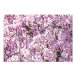 Cherry Blossom Spring Foto Afdruk