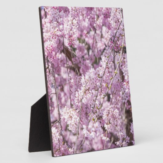 Cherry Blossom Spring Fotoplaat (Zijkant)