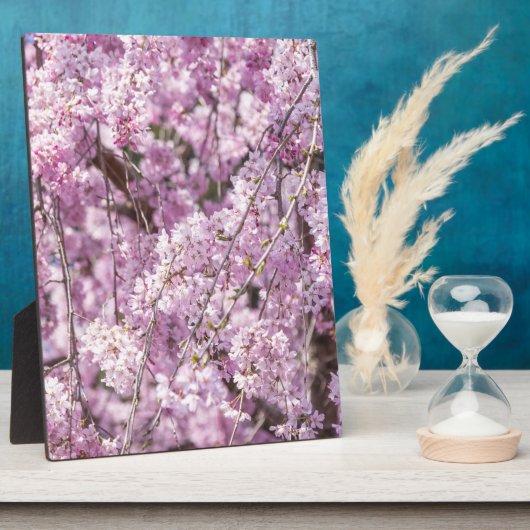 Cherry Blossom Spring Fotoplaat (Zijkant)