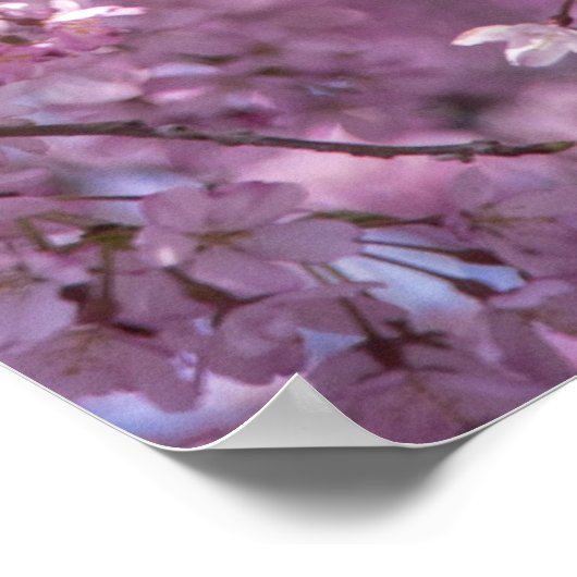 Cherry Blossom Spring Poster (Hoek)
