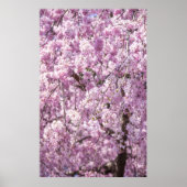 Cherry Blossom Spring Poster (Voorkant)