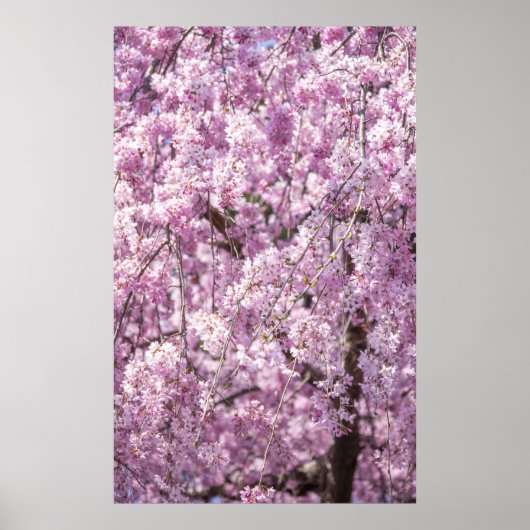 Cherry Blossom Spring Poster (Voorkant)