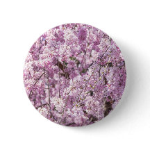 Cherry Blossom Spring