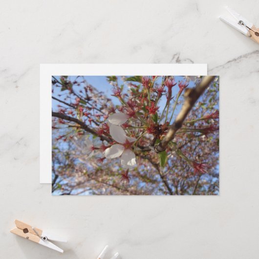 Cherry Blossom Spring Wenskaart Kaart (Voorkant / Achterkant in situ)