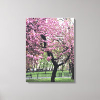 Cherry Blossom Springtime Tree NYC New York City