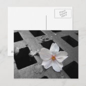 Cherry Blossom & steel Briefkaart (Voorkant / Achterkant)