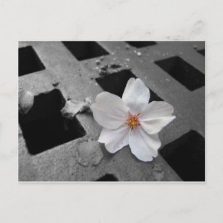 Cherry Blossom & steel Briefkaart