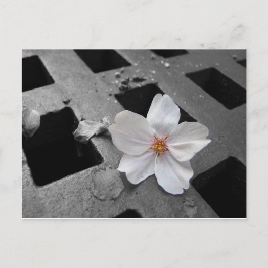 Cherry Blossom & steel Briefkaart (Voorkant)