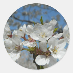 Cherry Blossom Sticker
