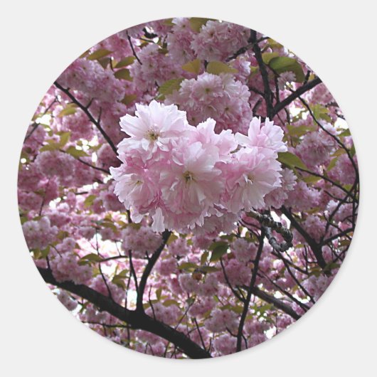 Cherry Blossom Sticker (Voorkant)