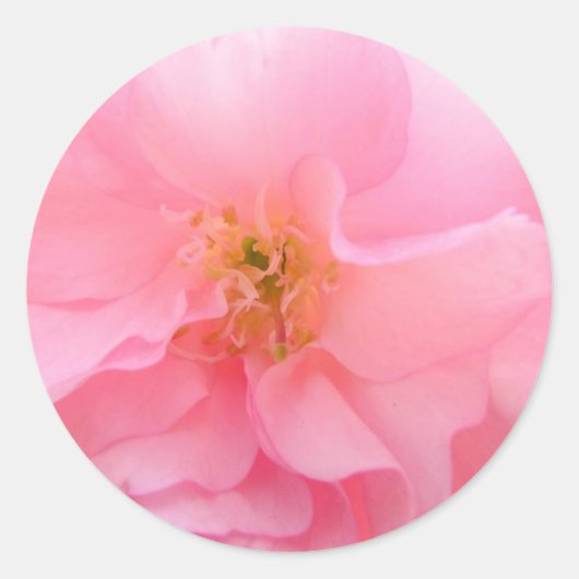 Cherry Blossom Stickers (Voorkant)