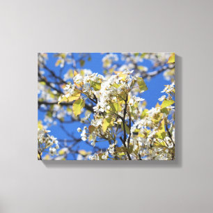 Cherry Blossom Stretted Canvas Print