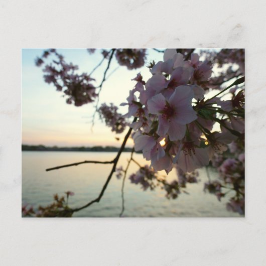 Cherry Blossom Sunset in Washington DC Briefkaart (Voorkant)