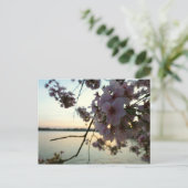 Cherry Blossom Sunset in Washington DC Briefkaart (Staand voorkant)
