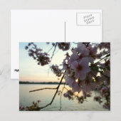Cherry Blossom Sunset in Washington DC Briefkaart (Voorkant / Achterkant)