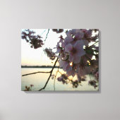 Cherry Blossom Sunset in Washington DC Canvas Afdruk (Voorkant)