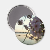 Cherry Blossom Sunset in Washington DC Magneet (Voorkant / Achterkant)