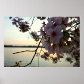 Cherry Blossom Sunset in Washington DC Poster (Voorkant)