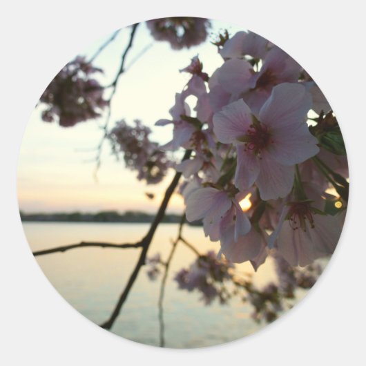 Cherry Blossom Sunset in Washington DC Ronde Sticker (Voorkant)