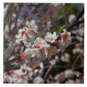 Cherry Blossom Tegeltje (Voorkant)