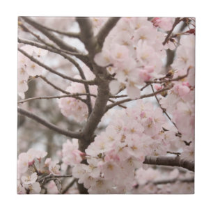Cherry Blossom Tegeltje