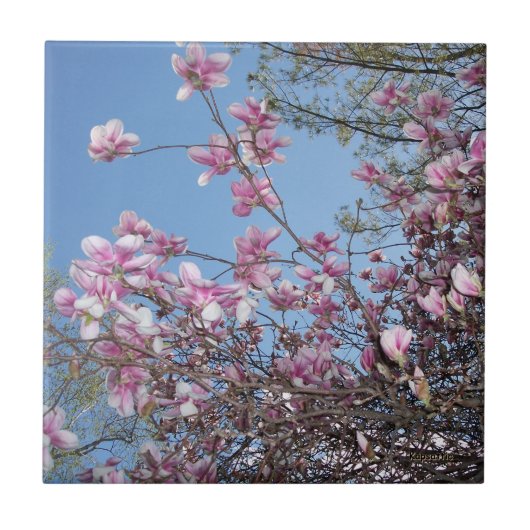 Cherry Blossom Tegeltje (Voorkant)