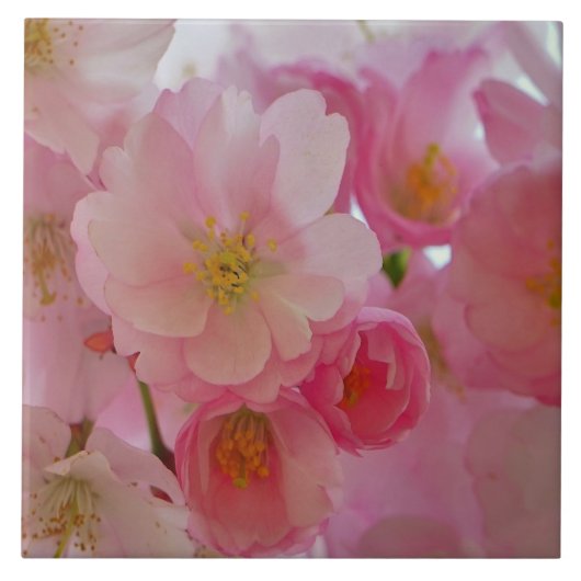 Cherry Blossom Tegeltje (Voorkant)