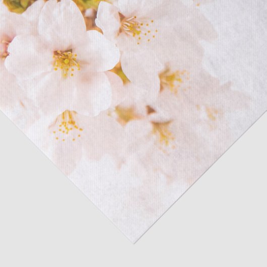 Cherry Blossom Tissue Paper Tissuepapier (Detail)