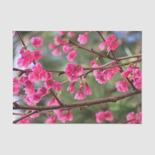 Cherry Blossom Tissuepapier (Voorkant)