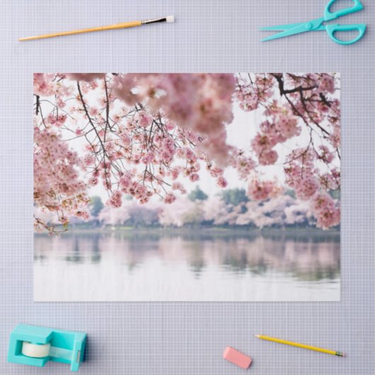 Cherry Blossom Tissuepapier (Craft)