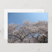 Cherry Blossom: Tokio, Japan Briefkaart (Voorkant / Achterkant)